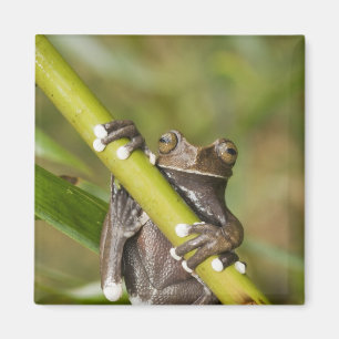 Aimant Rainette Tapichalaca captive Hyloscirtus