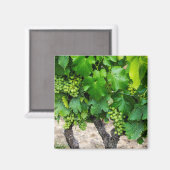 Aimant Raisin de cuve, France (Recto/Verso)