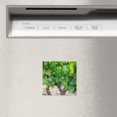 Aimant Raisin de cuve, France (In Situ (Lave-vaisselle))