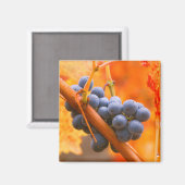 Aimant Raisin de vigne dans le vignoble (Recto/Verso)
