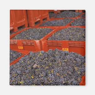 Aimant Raisins de Gamay tout juste cueillis à la récolte