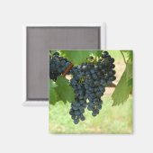 Aimant raisins de vigne (Recto/Verso)