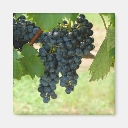 Aimant raisins de vigne (Devant)