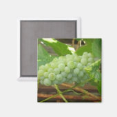 Aimant Raisins verts de Californie (Recto/Verso)