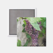 Aimant Raisins violets sur l'aimant de la vigne (Recto/Verso)