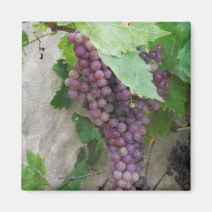 Aimant Raisins violets sur l'aimant de la vigne