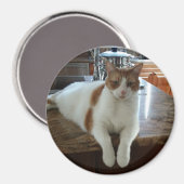 Aimant Rambo - Orange Kitty (Recto/Verso)