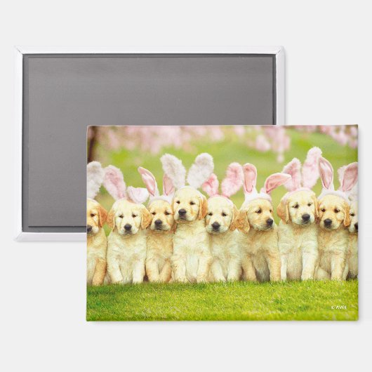 Aimant Rangée de lapins chiots (Recto/Verso)