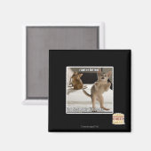 Aimant Raptor Kitten (Recto/Verso)