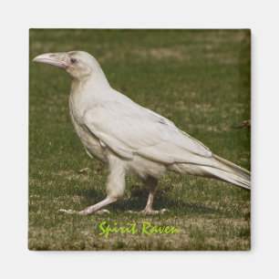 Aimant Rare White Raven Faune Photographie