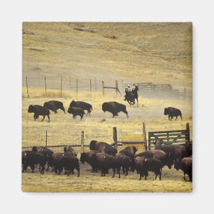 Aimant Rassemblement du National Bison Range dans le Mont