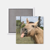 Aimant raszie (Recto/Verso)