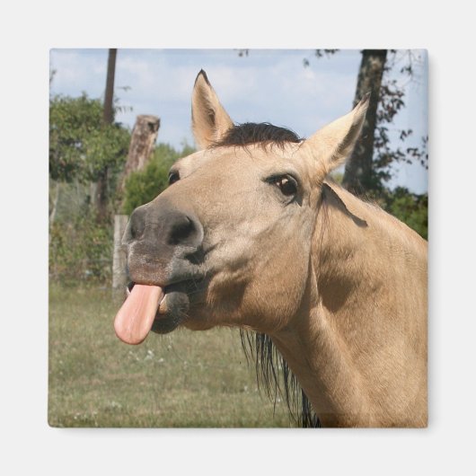 Aimant raszie (Devant)