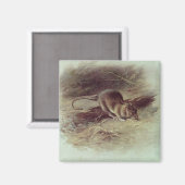 Aimant Rat Brown 1918 (Recto/Verso)