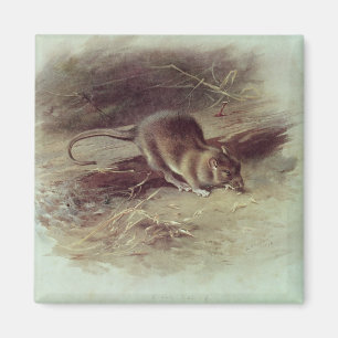 Aimant Rat Brown 1918