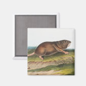 Aimant Rat Poché Sud, Schrew Mole Illustration (Recto/Verso)