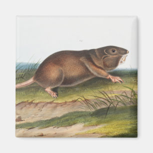 Aimant Rat Poché Sud, Schrew Mole Illustration