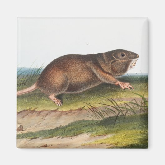 Aimant Rat Poché Sud, Schrew Mole Illustration (Devant)