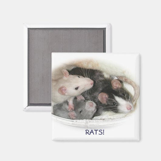 AIMANT RATS ! (Recto/Verso)