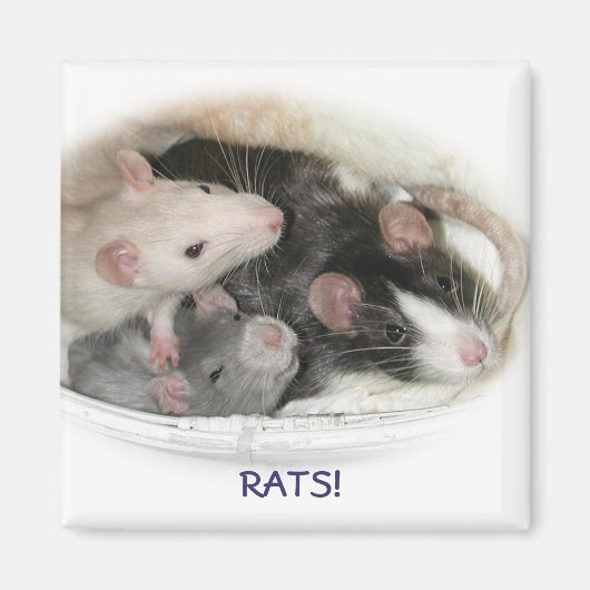 AIMANT RATS ! (Devant)