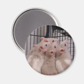 Aimant Rats (Recto/Verso)