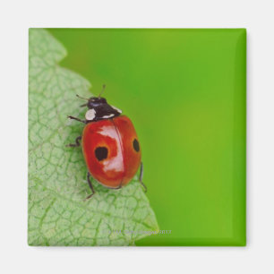 Aimant Rayon de soleil au-dessus de la coccinelle
