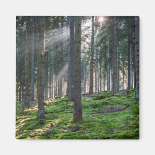 Aimant Rayons de soleil dans la Forêt-Noire