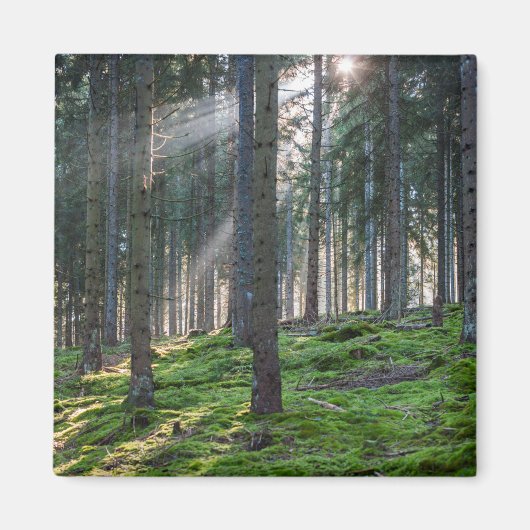 Aimant Rayons de soleil dans la Forêt-Noire (Devant)