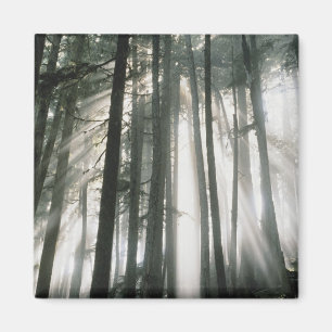 Aimant Rayons de soleil filtrant à travers les arbres, Mo