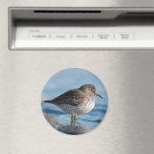 Aimant Recherche de Bécasseau (In Situ (Lave-vaisselle))