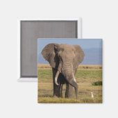 Aimant Recherche des éléphants (Recto/Verso)