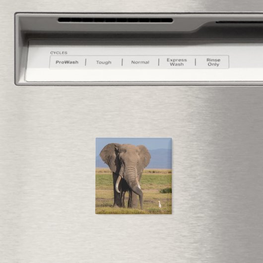 Aimant Recherche des éléphants (In Situ (Lave-vaisselle))