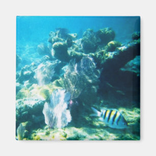 Aimant récif de Costa Maya