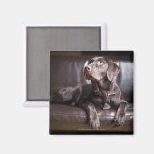 Aimant Récupérateur de chocolat Labrador (Recto/Verso)