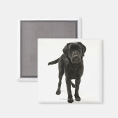 Aimant Récupérateur de labrador noir (Recto/Verso)