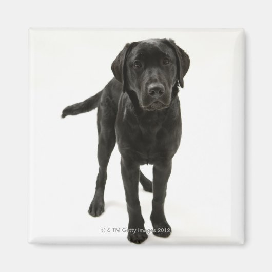 Aimant Récupérateur de labrador noir (Devant)
