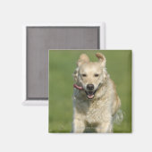 Aimant Récupération d'or à travers la prairie (Recto/Verso)