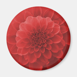 Aimant Red Dahlia