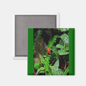 Aimant Red Dart Frog CB (Recto/Verso)