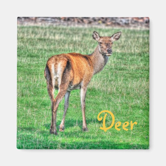 Aimant Red Deer & Field Wildlife Animal Design (Devant)