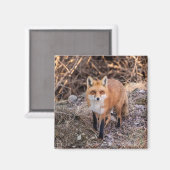 Aimant Red Fox de près et personnel (Recto/Verso)