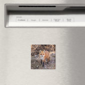 Aimant Red Fox de près et personnel (In Situ (Lave-vaisselle))