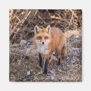 Aimant Red Fox de près et personnel