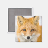 Aimant Red Fox Portrait (Recto/Verso)