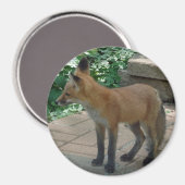 Aimant Red Fox Standing (Recto/Verso)