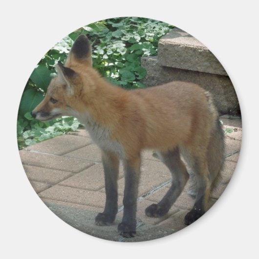 Aimant Red Fox Standing (Devant)