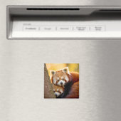 Aimant Red Panda Animal Wild Beauté Liberté Wilderness (In Situ (Lave-vaisselle))