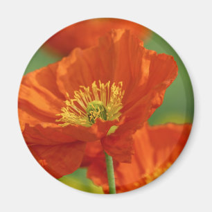 Aimant Red Poppy