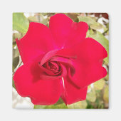 Aimant Red Rosy (Devant)