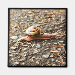 Aimant Red Snail on the Ground